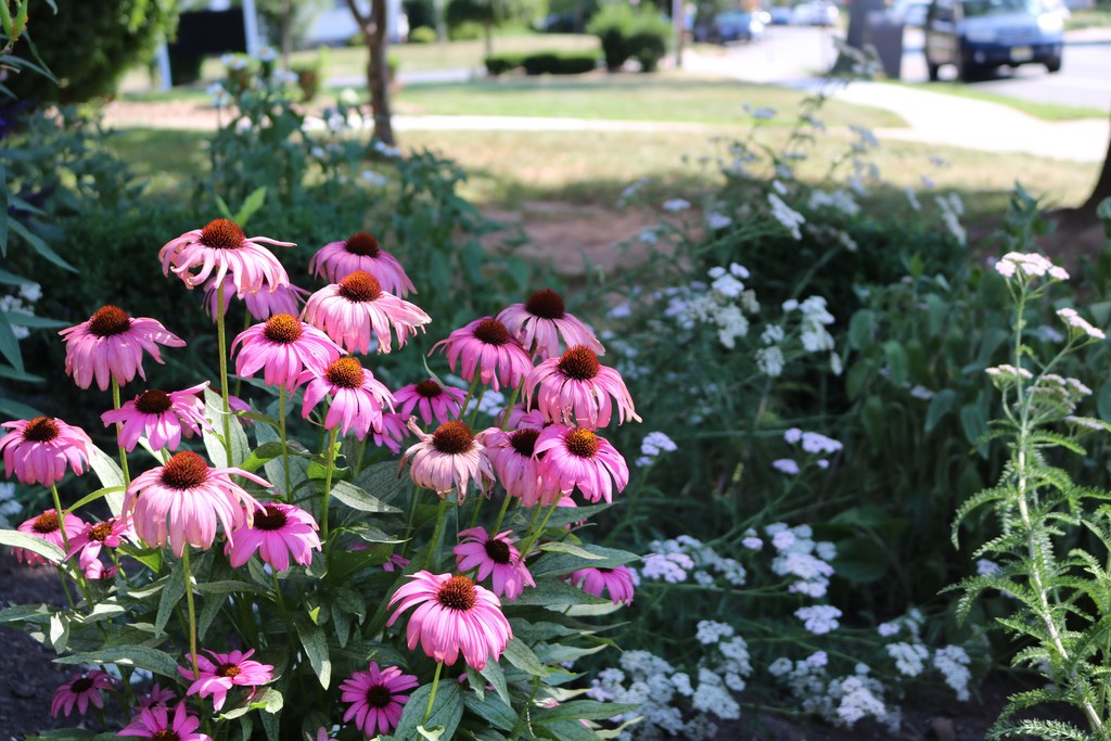 Coneflowers and other flowers bloom in McKinley butterfly garden