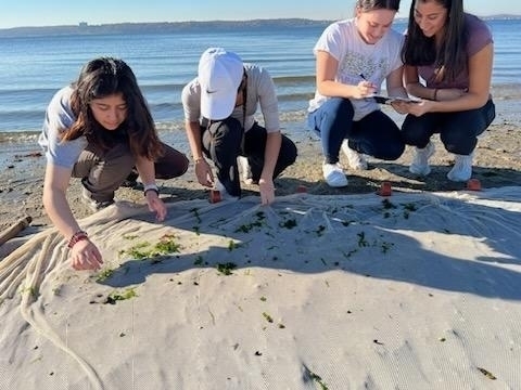 Four WHS environmental science students study items on the sand
