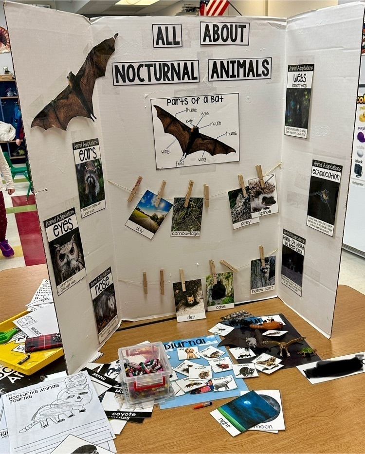 Trifold showing nocturnal animals